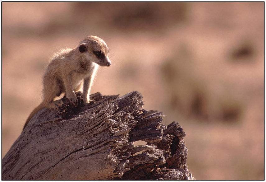 Junge Surikate (Suricata suricatta)