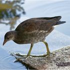 Junge Teichralle (Gallinula chloropus)