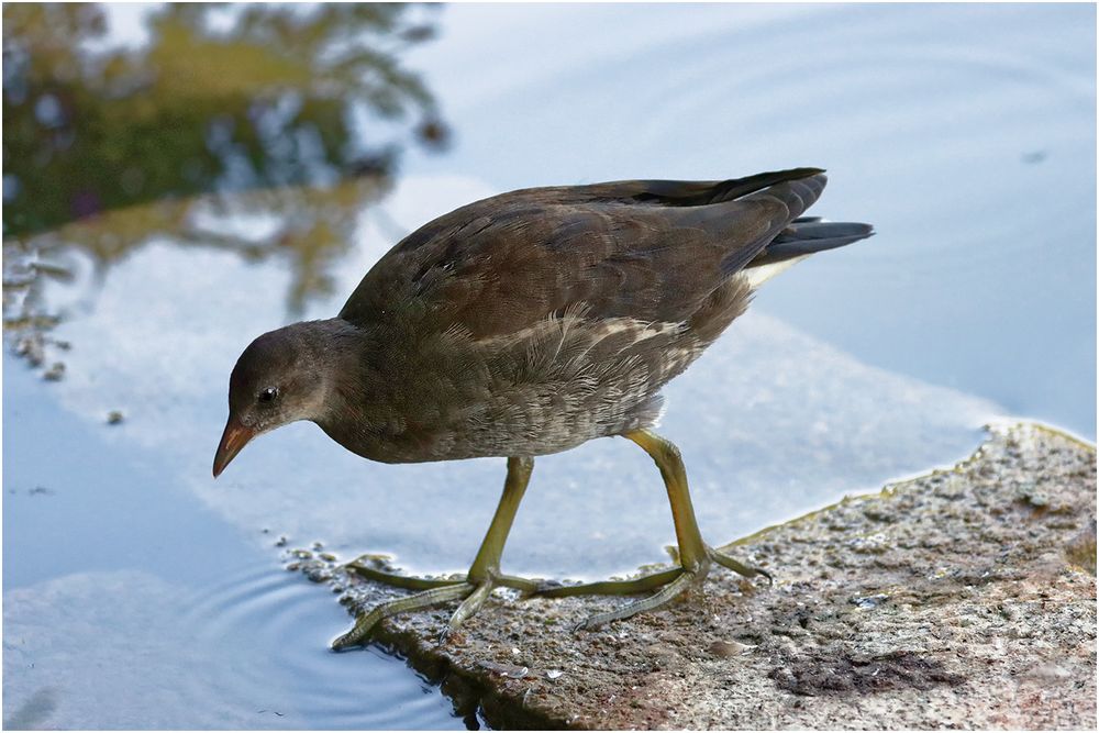 Junge Teichralle (Gallinula chloropus)