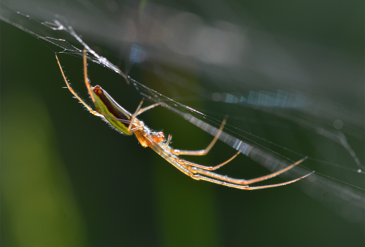 Junge Tetragnatha extensa