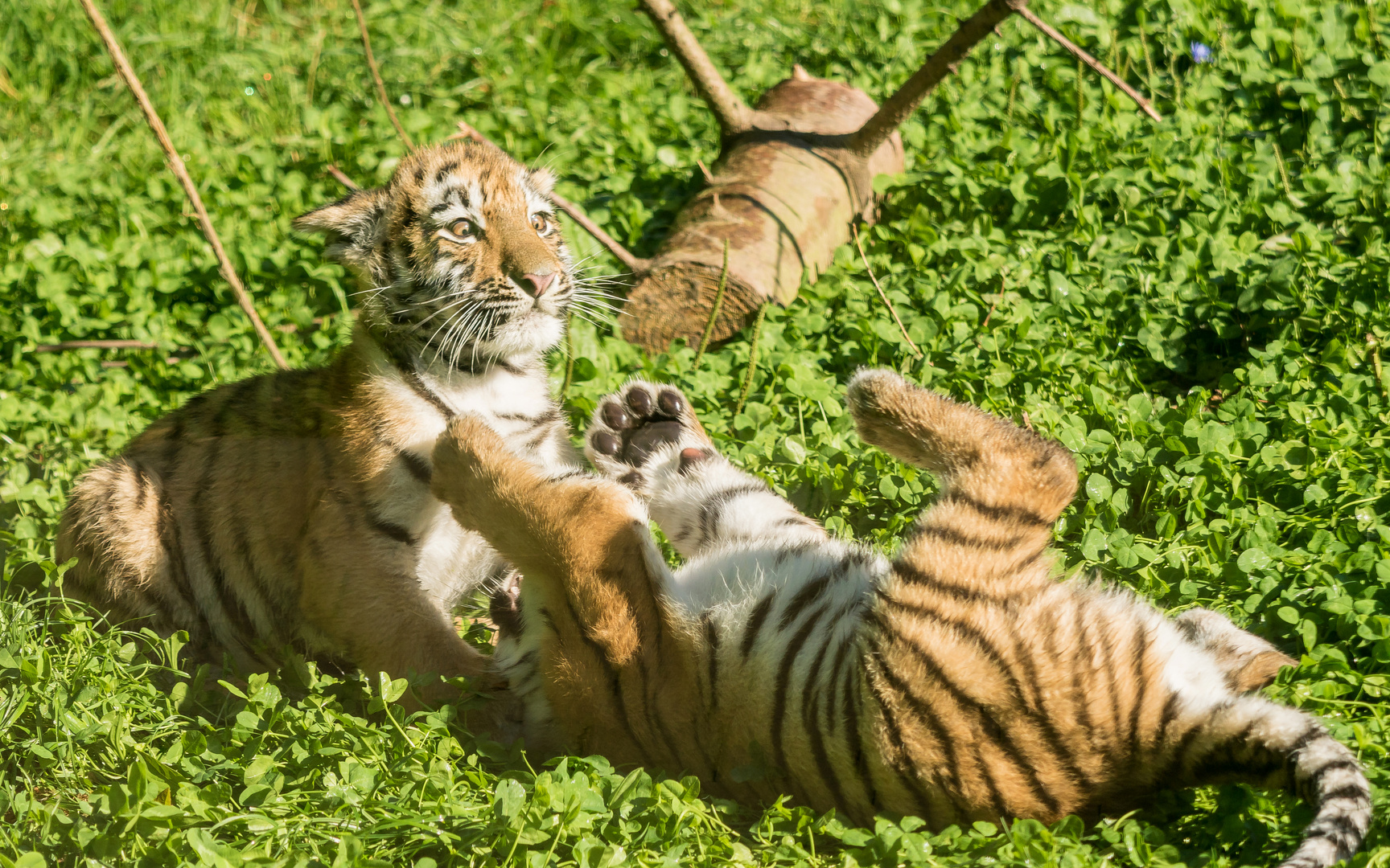 junge Tiger beim Spiel