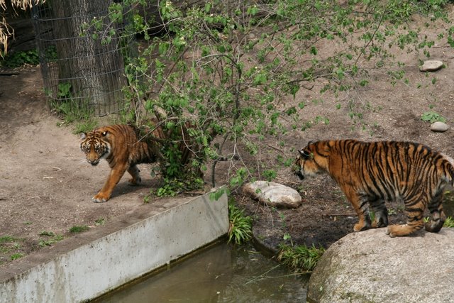 Junge Tiger beim Spiel