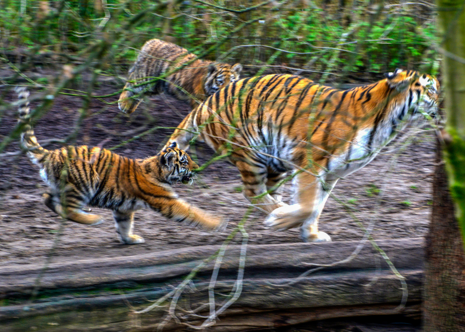 Junge Tigerjagt