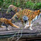 Junge Tigerjagt