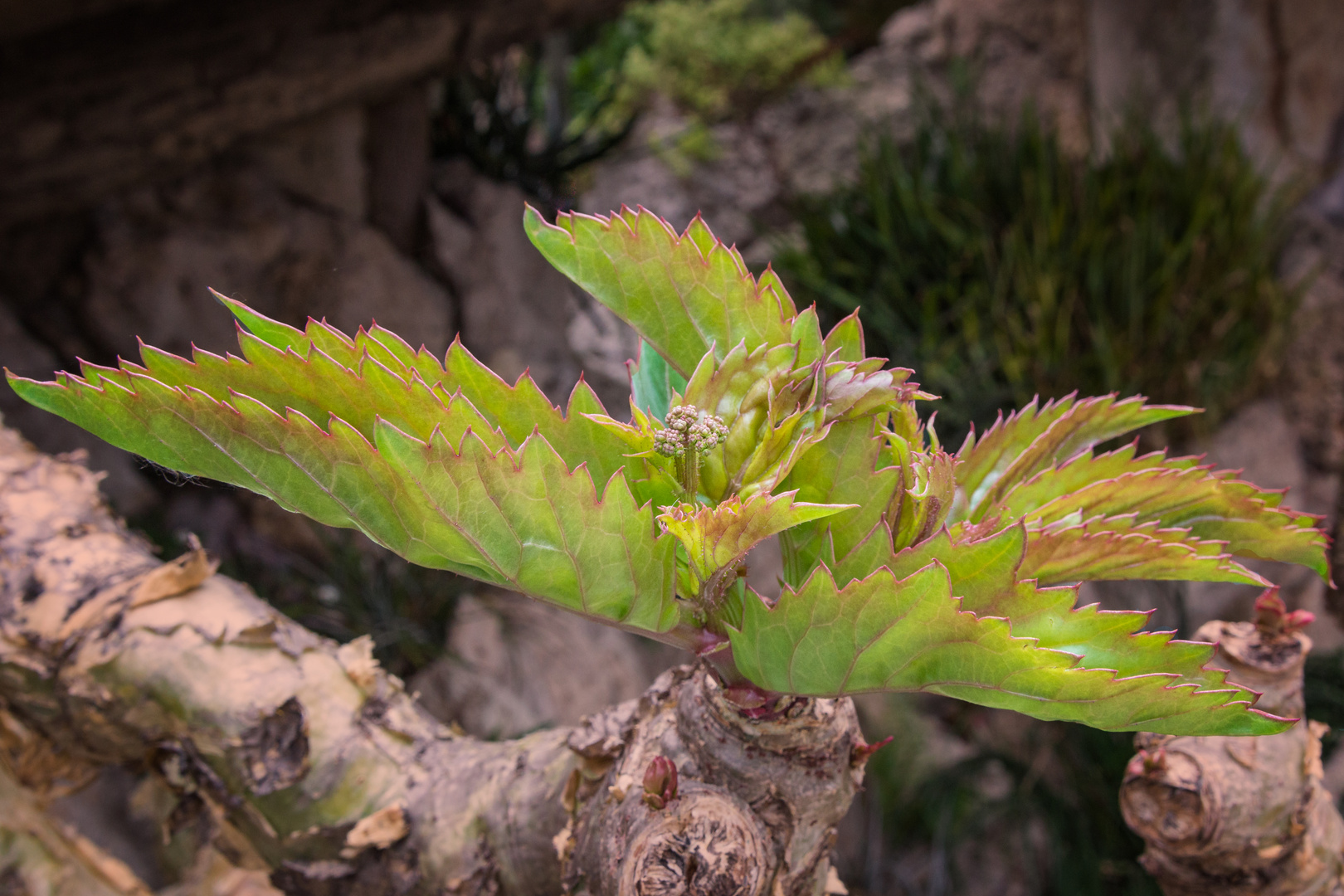 Junge Triebe Foto & Bild | natur tiere pflanzen, natur, pflanze Bilder ...