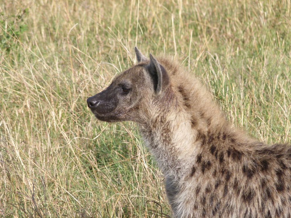 Junge Tüpfelhyäne in der Masai Mara