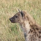 Junge Tüpfelhyäne in der Masai Mara