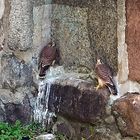 Junge Turmfalken an der Marienkirche in Prenzlau