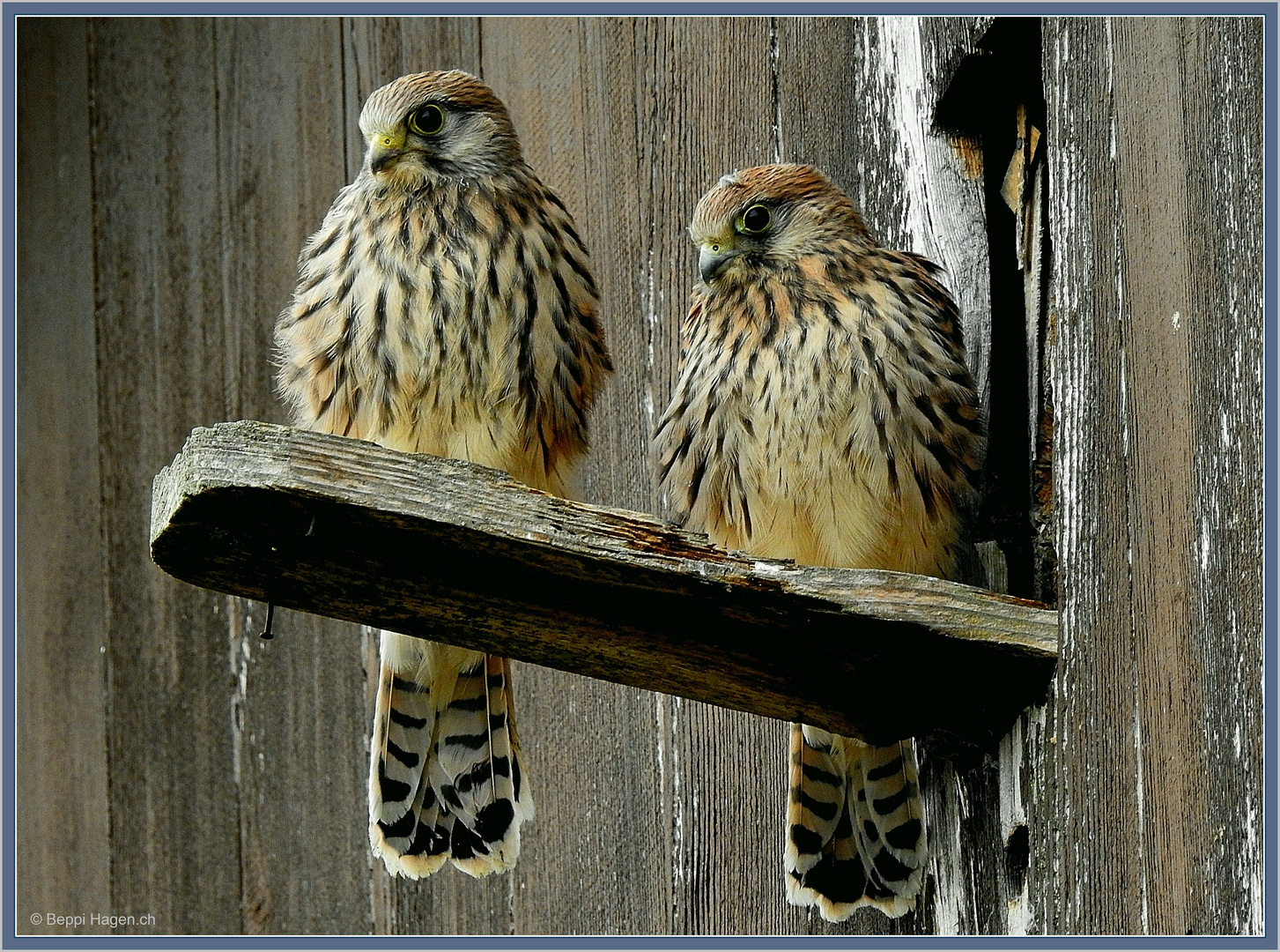 Junge Turmfalken Faucon Crécerelle Gheppio comune 24 B.Hagen ©