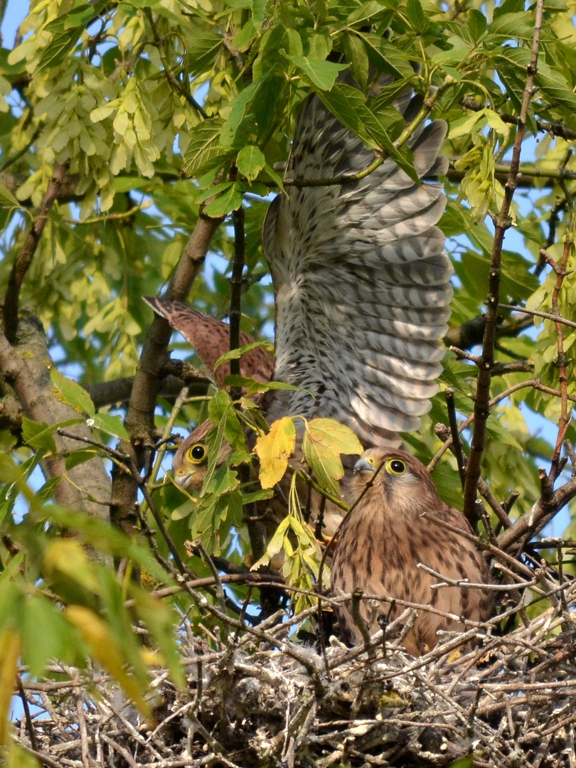 Junge Turmfalken im Nest