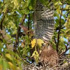 Junge Turmfalken im Nest