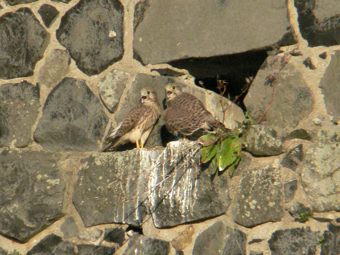 Junge Turmfalken im Nest