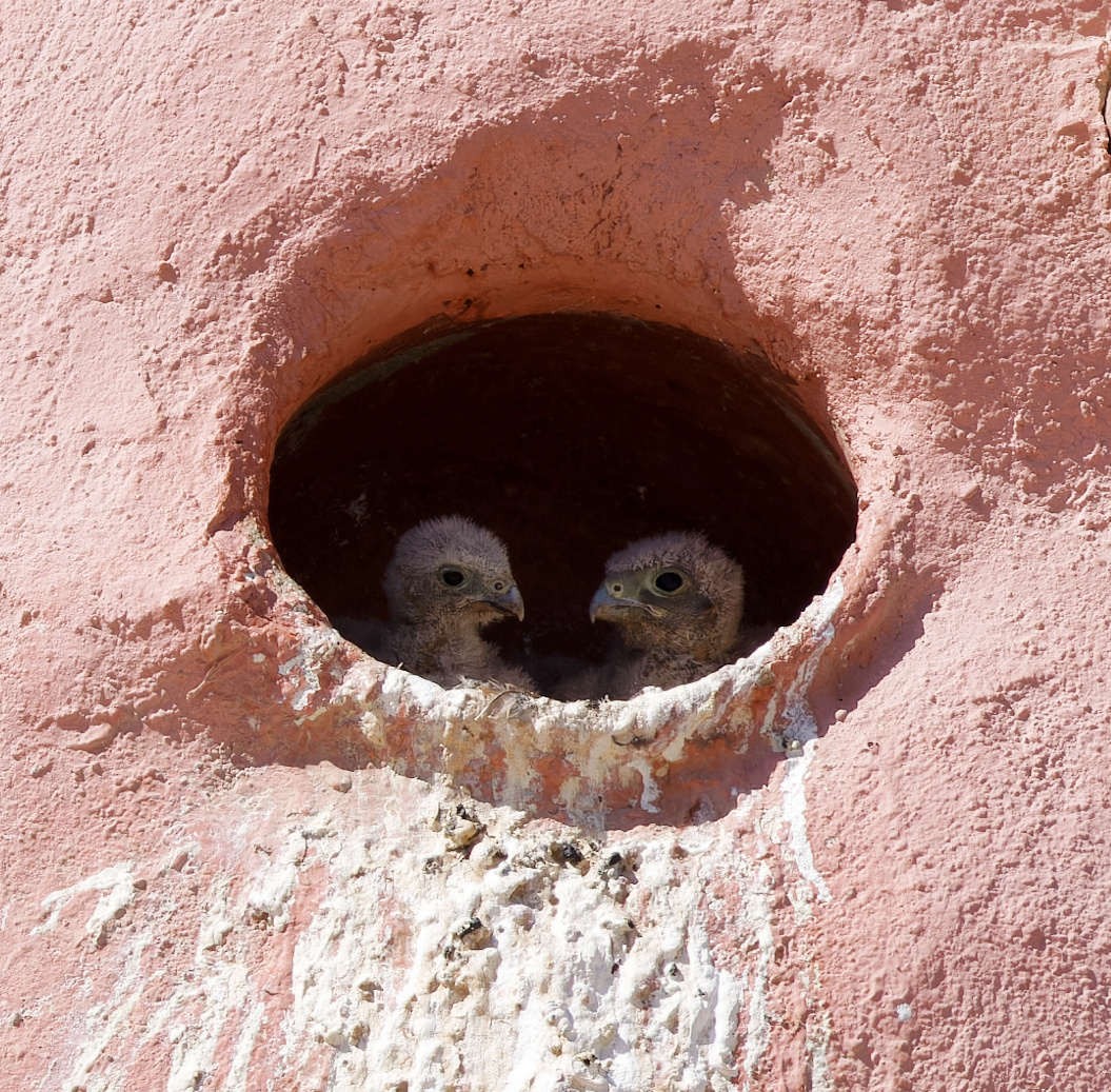 Junge Turmfalken-Küken im Taubenschlag. 