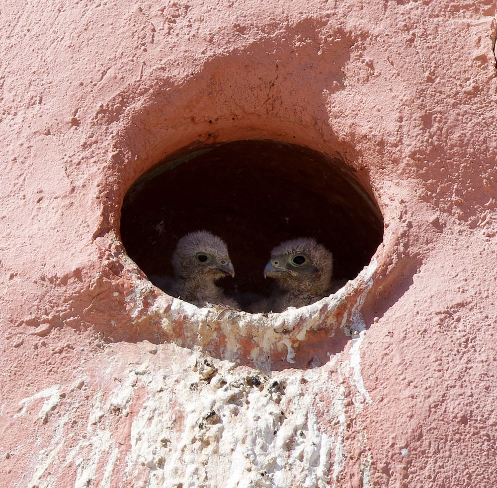 Junge Turmfalken-Küken im Taubenschlag. Foto &amp; Bild | tiere, wildlife ...