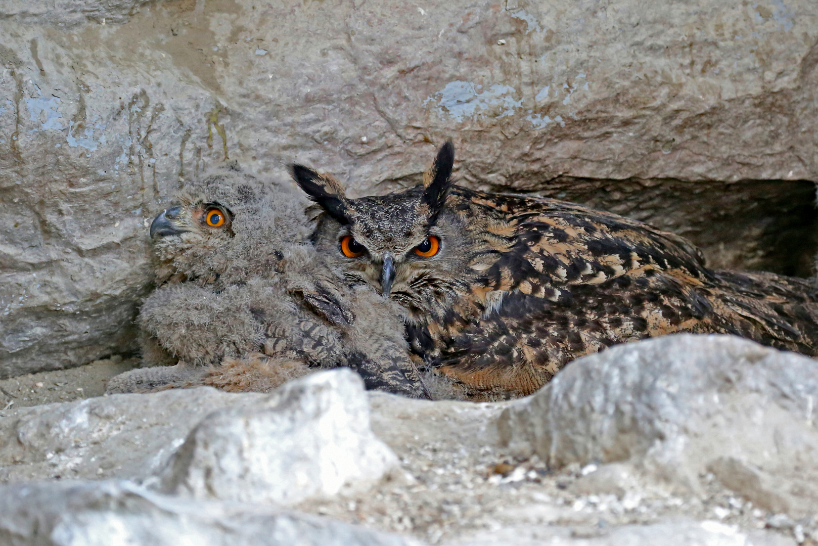 Junge Uhu`s im Nest mit Muttervogel.