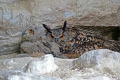 Junge Uhu`s im Nest mit Muttervogel.