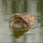 junge und mit  Mama