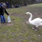 Junge und Schwan