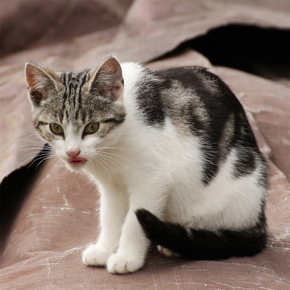 Junge verwilderte Hauskatze - gefunden an einsamer Bucht im Stettiner Haff