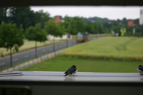 junge Vögel.