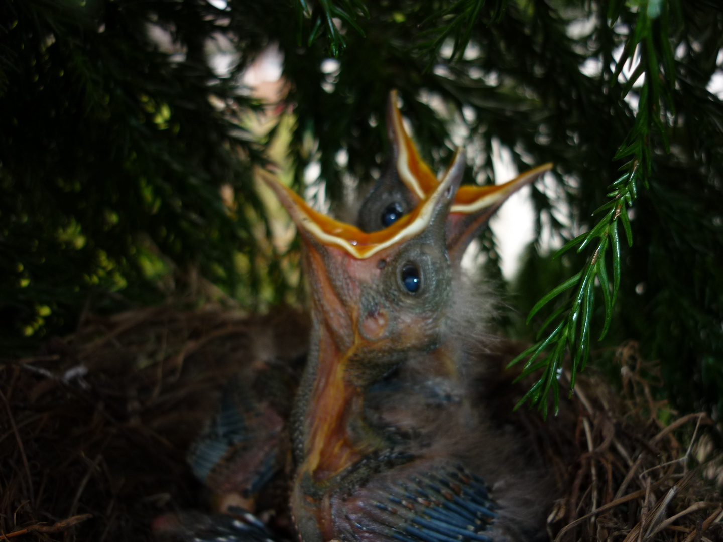 Junge Vögel