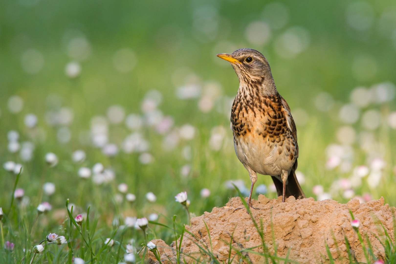 Junge Wacholderdrossel Foto & Bild | tiere, wildlife, wild ...