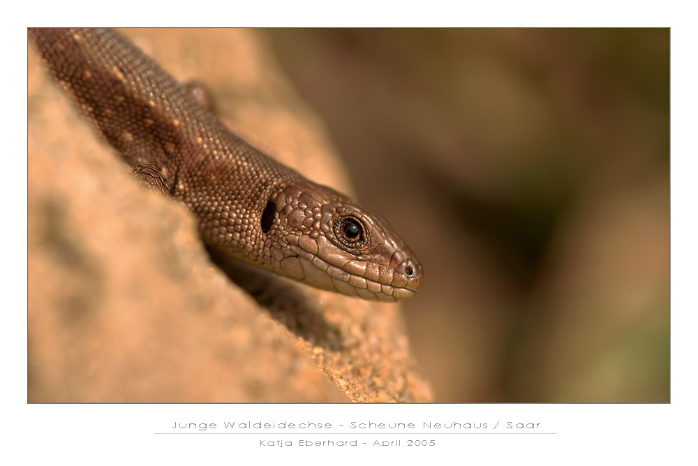 Junge Waldeidechse (Zootoca vivipara)