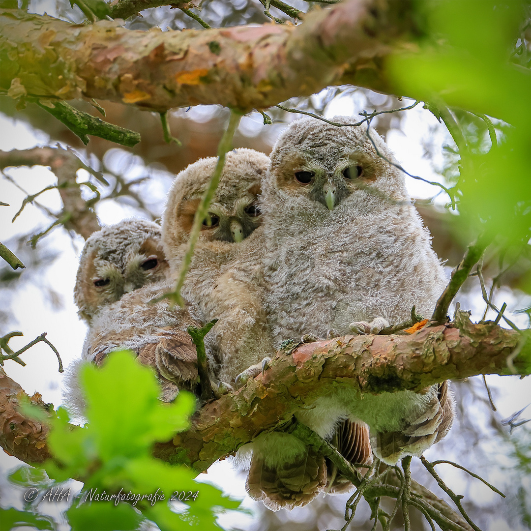 Junge Waldkäuze wildlife