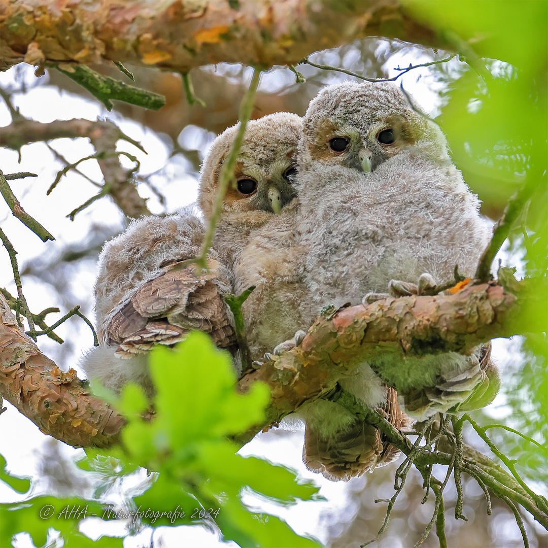 Junge Waldkäuze wildlife