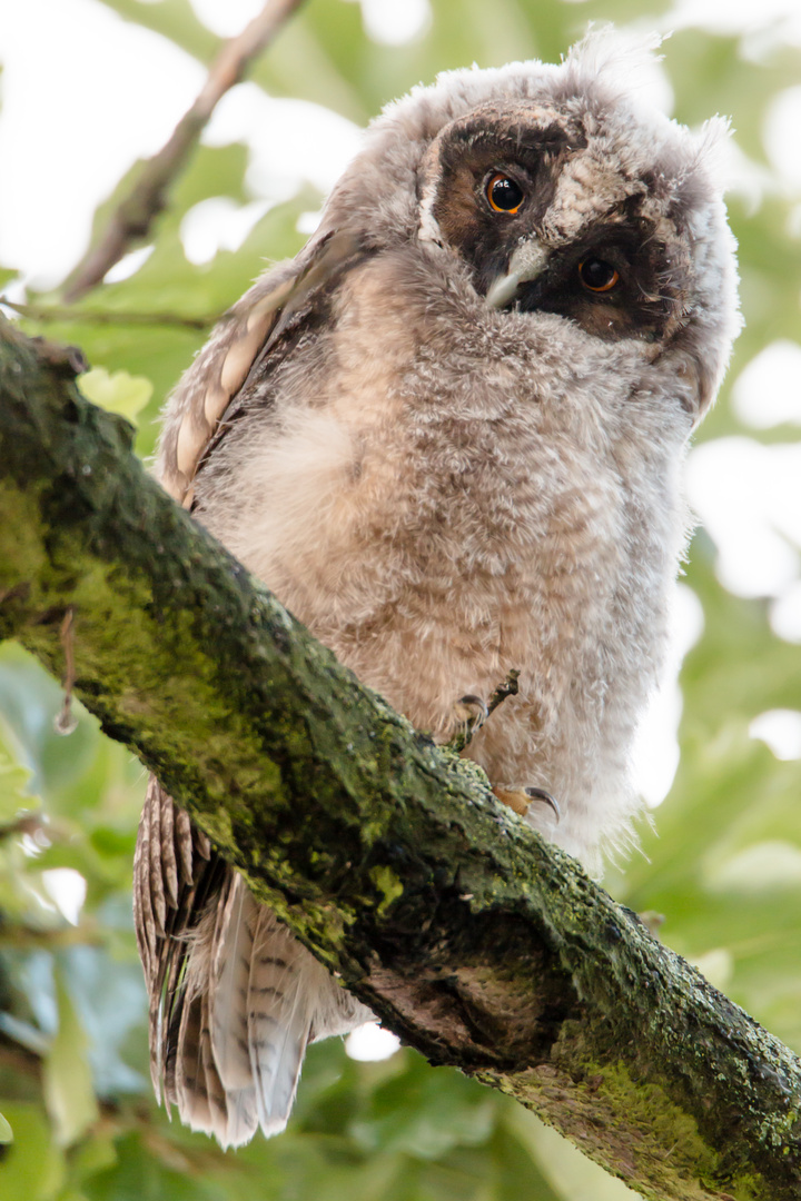 Junge Waldohreule (Asio otus)