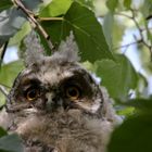 Junge Waldohreule in Nachbars Garten