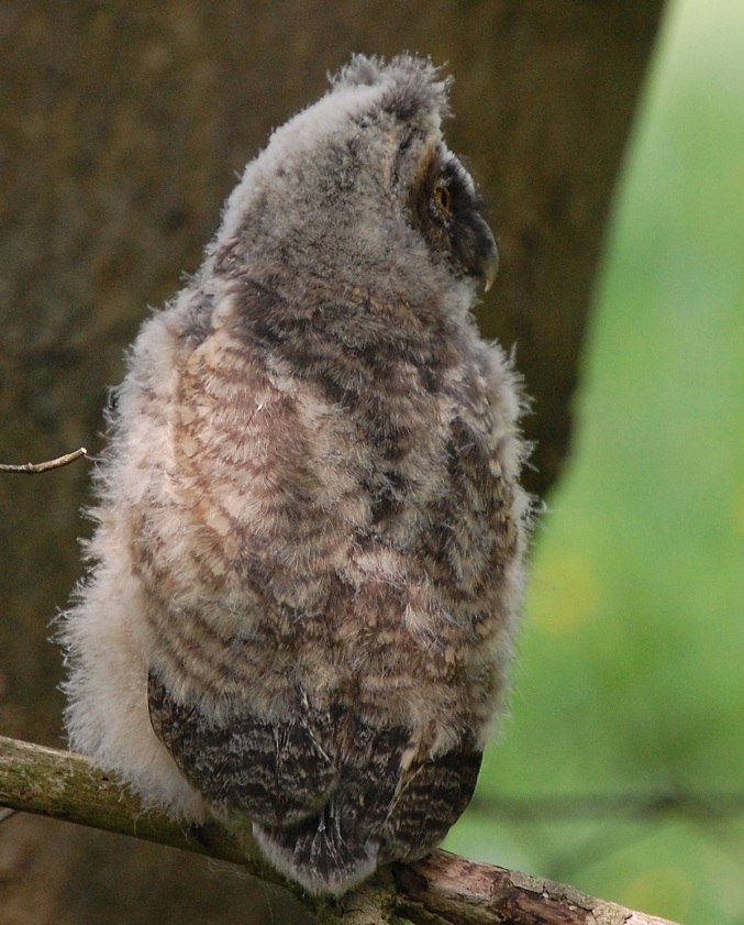 Junge Waldohreule von hinten