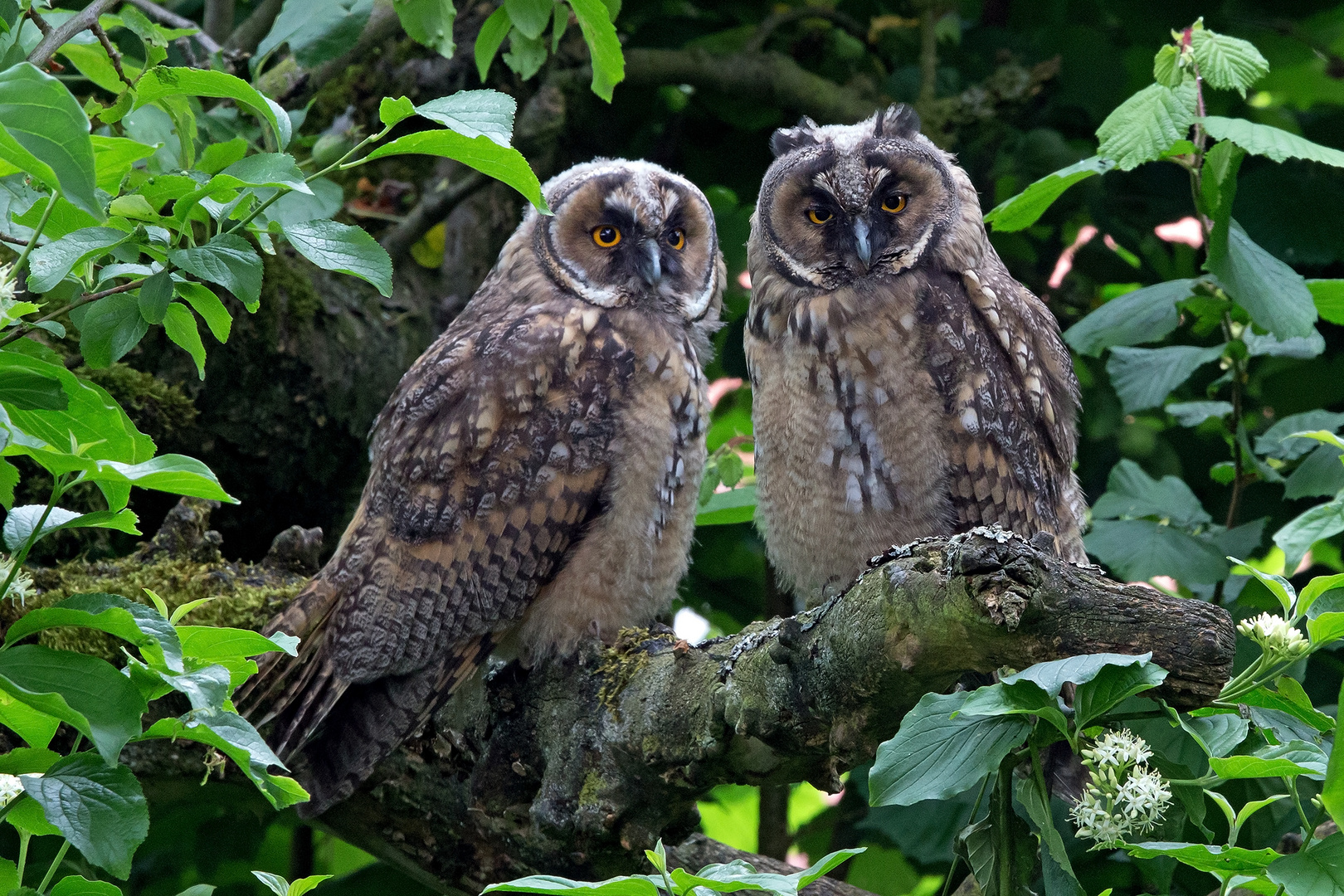 Junge Waldohreulen in einem verwunschenen Garten