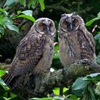 Junge Waldohreulen in einem verwunschenen Garten