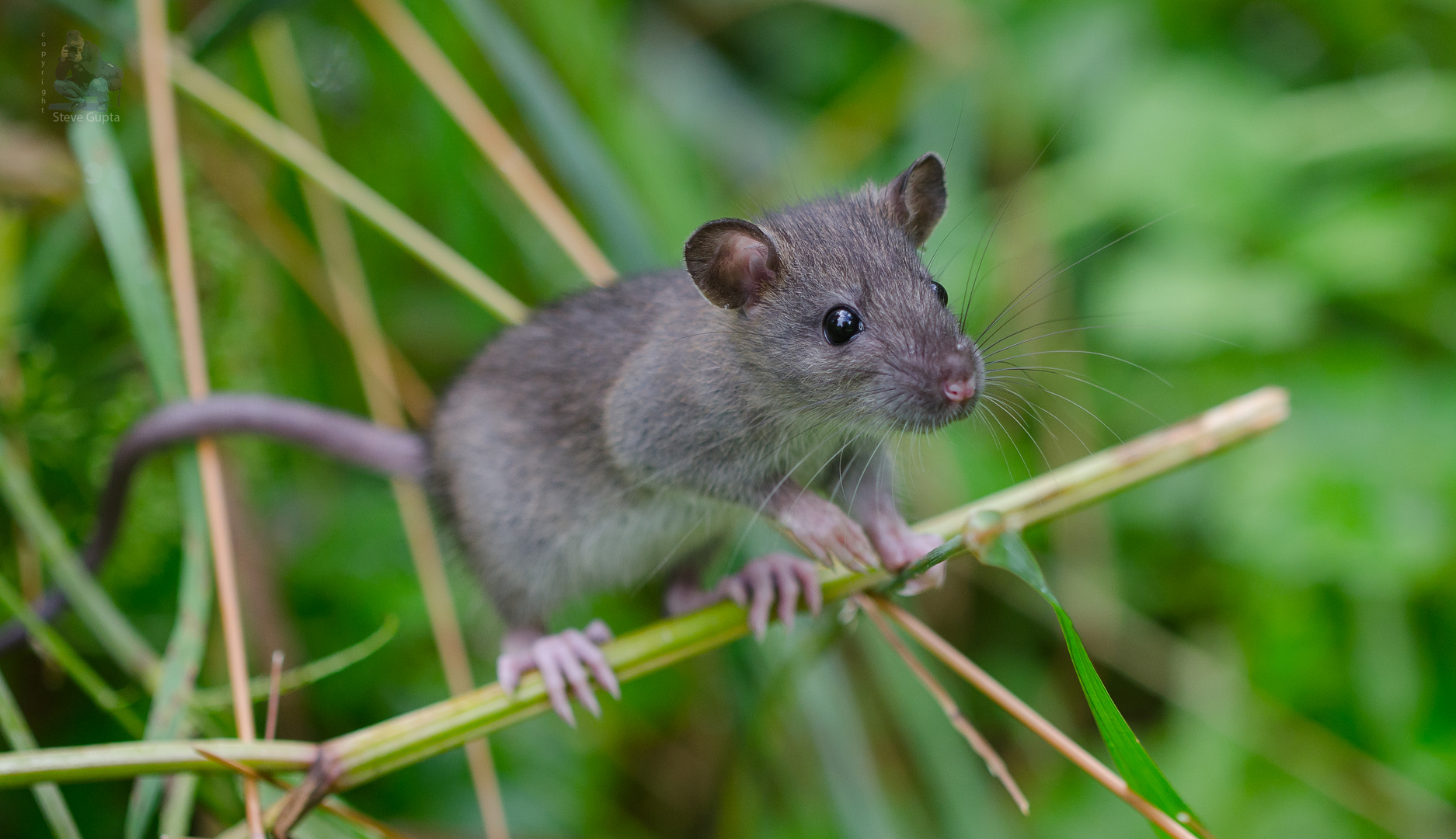 Junge Wanderratte Foto & Bild nikon, natur, nagetier Bilder auf
