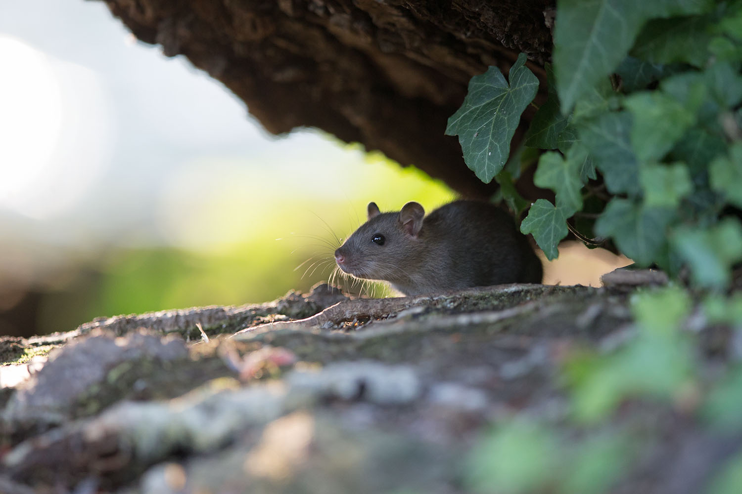 Junge Wanderratte erkundet das Revier