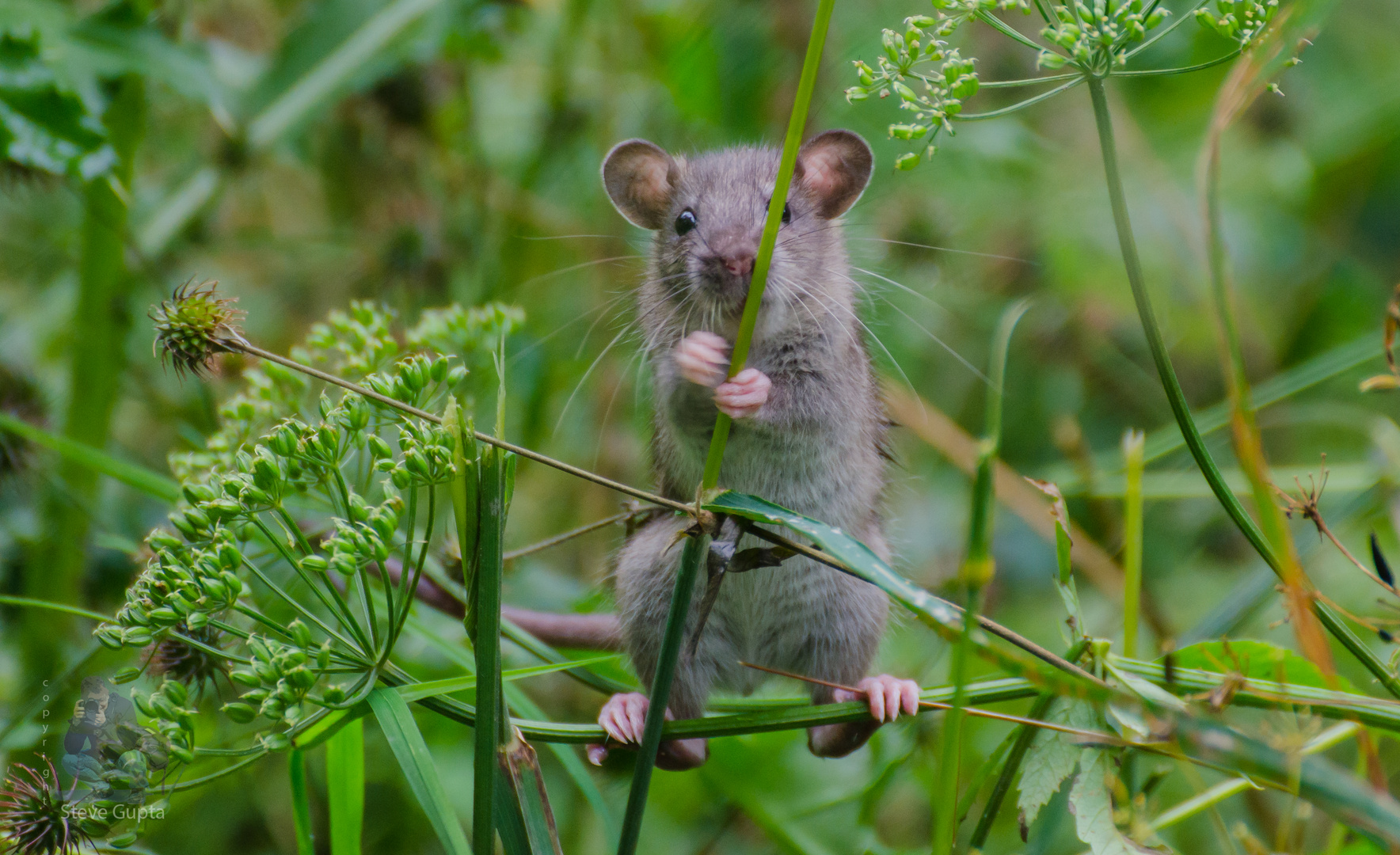 Junge Wanderratte