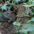 Junge Wanderratte prüft die Lage