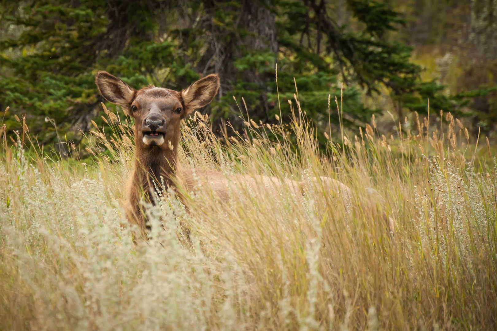 Junge Wapiti Hirschkuh