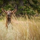 Junge Wapiti Hirschkuh