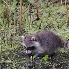 Junge Waschbär.