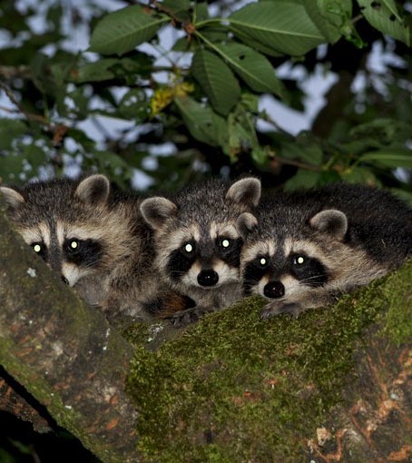 Junge Waschbären im Kirschbaum