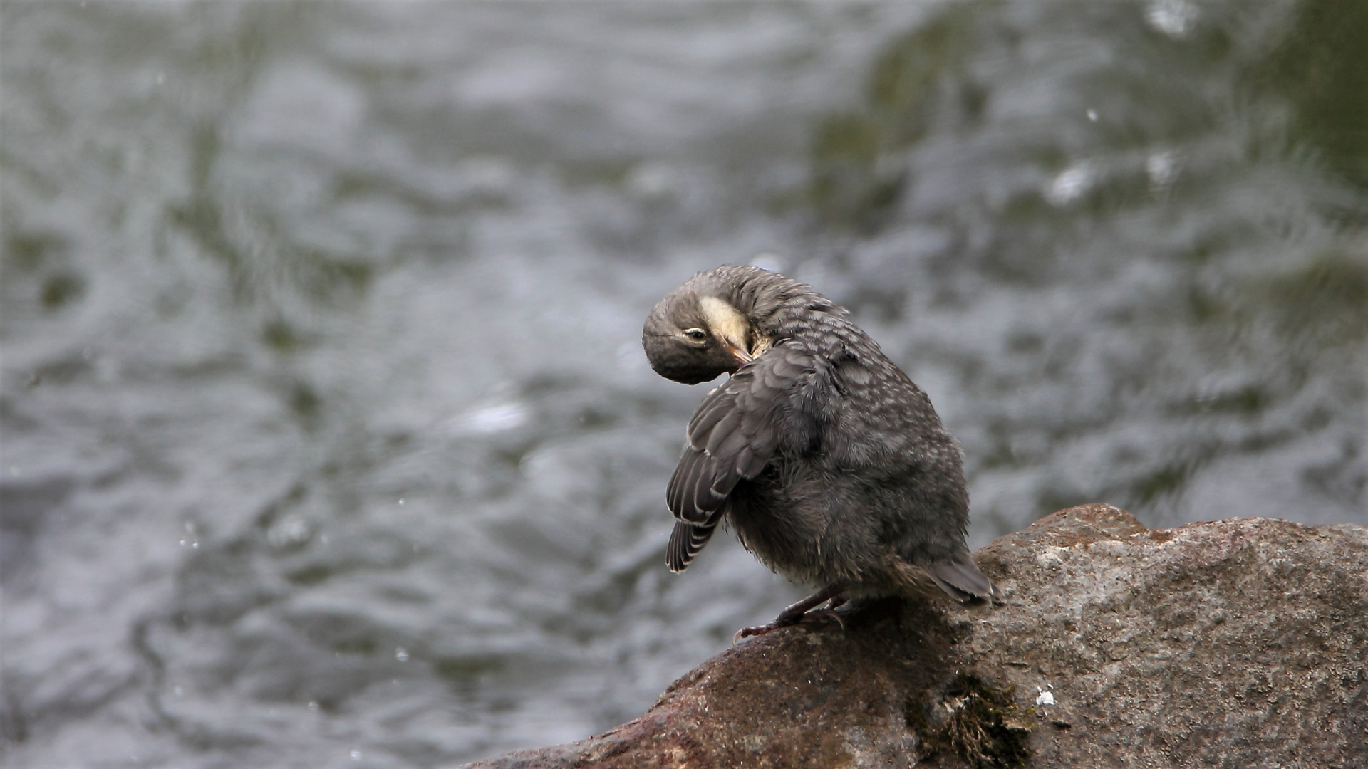 Junge Wasseramsel