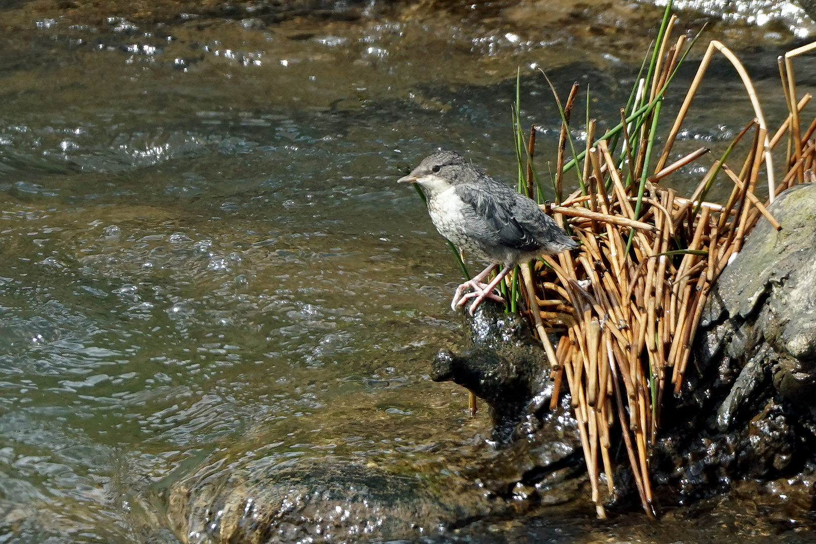 Junge Wasseramsel