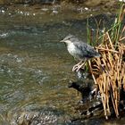 Junge Wasseramsel