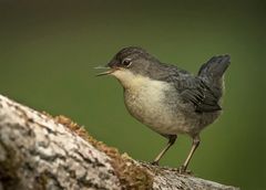 Junge Wasseramsel