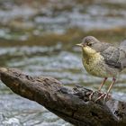 junge Wasseramsel