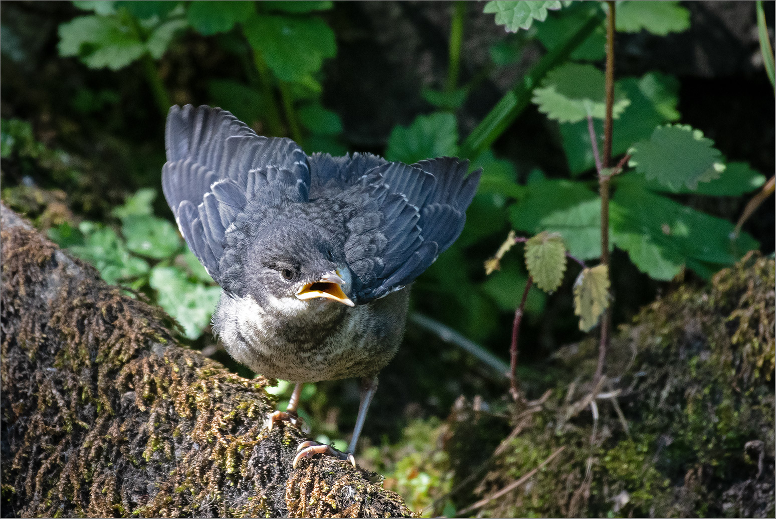 Junge Wasseramsel   . . .   4.