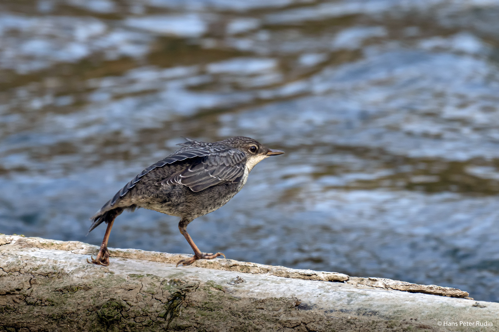 Junge Wasseramsel