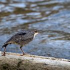 Junge Wasseramsel